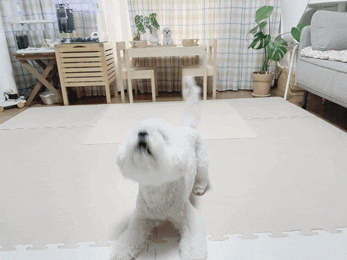 강아지 배변판 강아지 배변판, 8