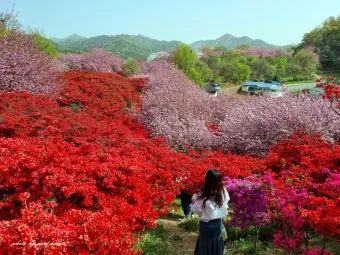 전주 완산칠봉 꽃동산 등산로 벙커 코스_2