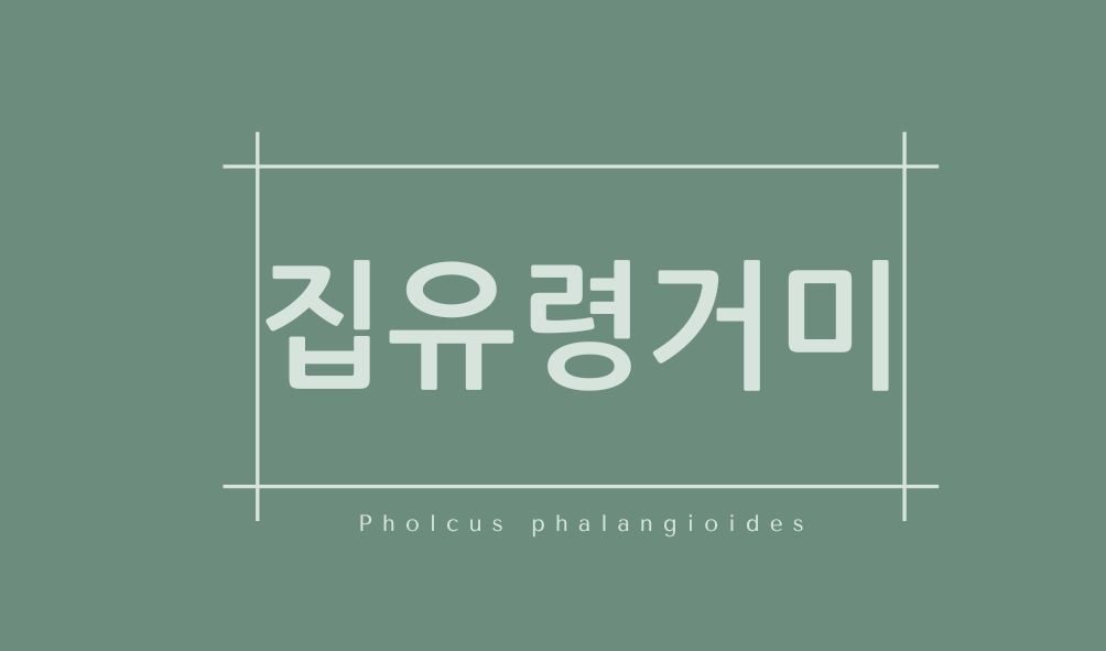 집유령거미(Pholcus phalangioides)