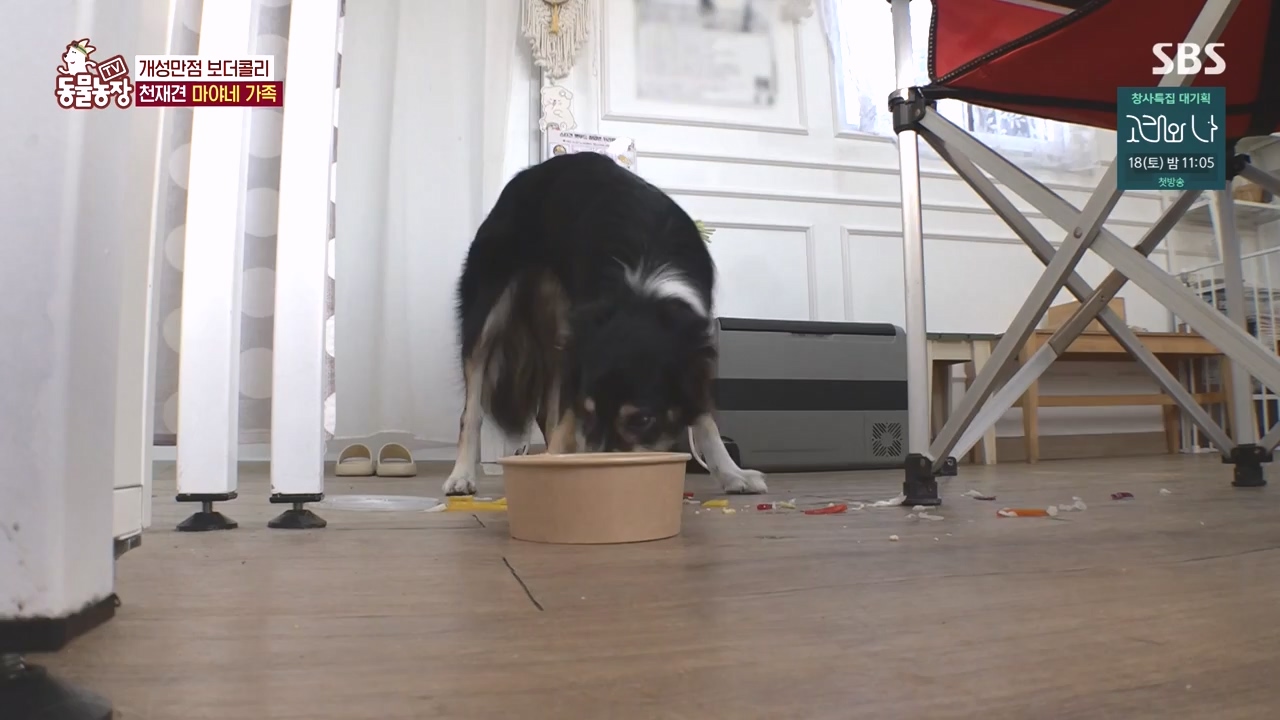 TV 동물농장.E1145.231113p-NEXT.mp4_20231112_173436.218.jpg