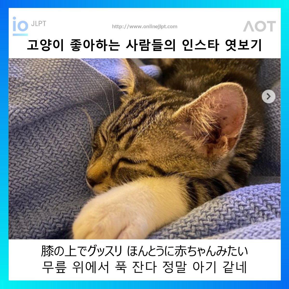  ［인스타 엿보기］膝の上でグッスリ ほんとうに赤ちゃんみたい