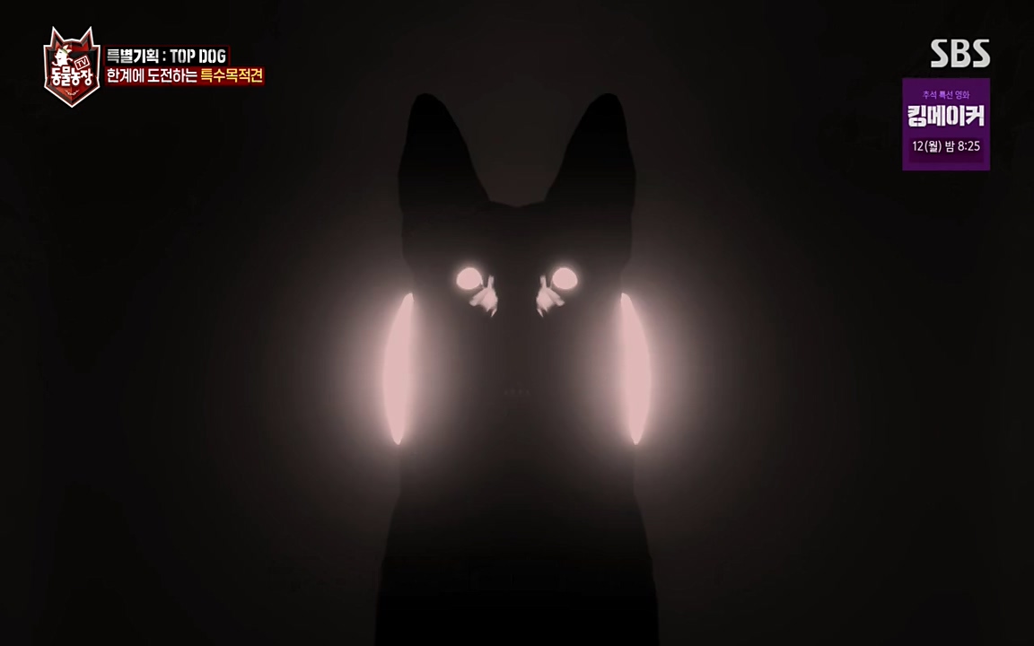 TV 동물농장.E1085.220905p-NEXT.mp4_20220904_173539.616.jpg