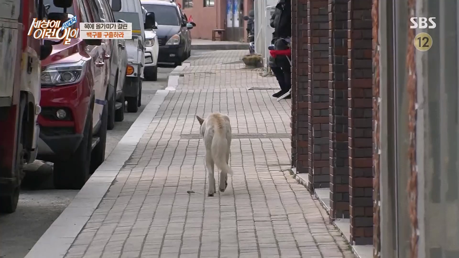 순간포착 세상에 이런일이.E1219.230228p.H264-F1RST.mp4_20230301_165035.654.jpg