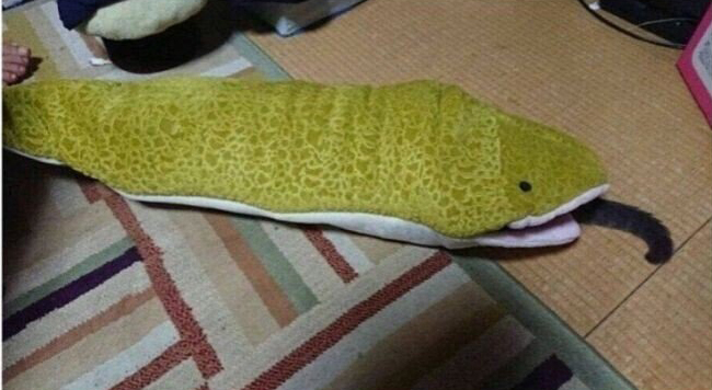  키우던 뱀에게 고양이 던져줌