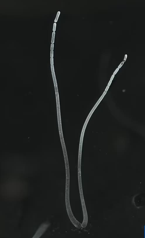  세계에서 가장 큰 박테리아 발견...육안으로도 볼 수 있어 VIDEO: Scientists discover 1cm long giant bacteria visible to the naked eye
