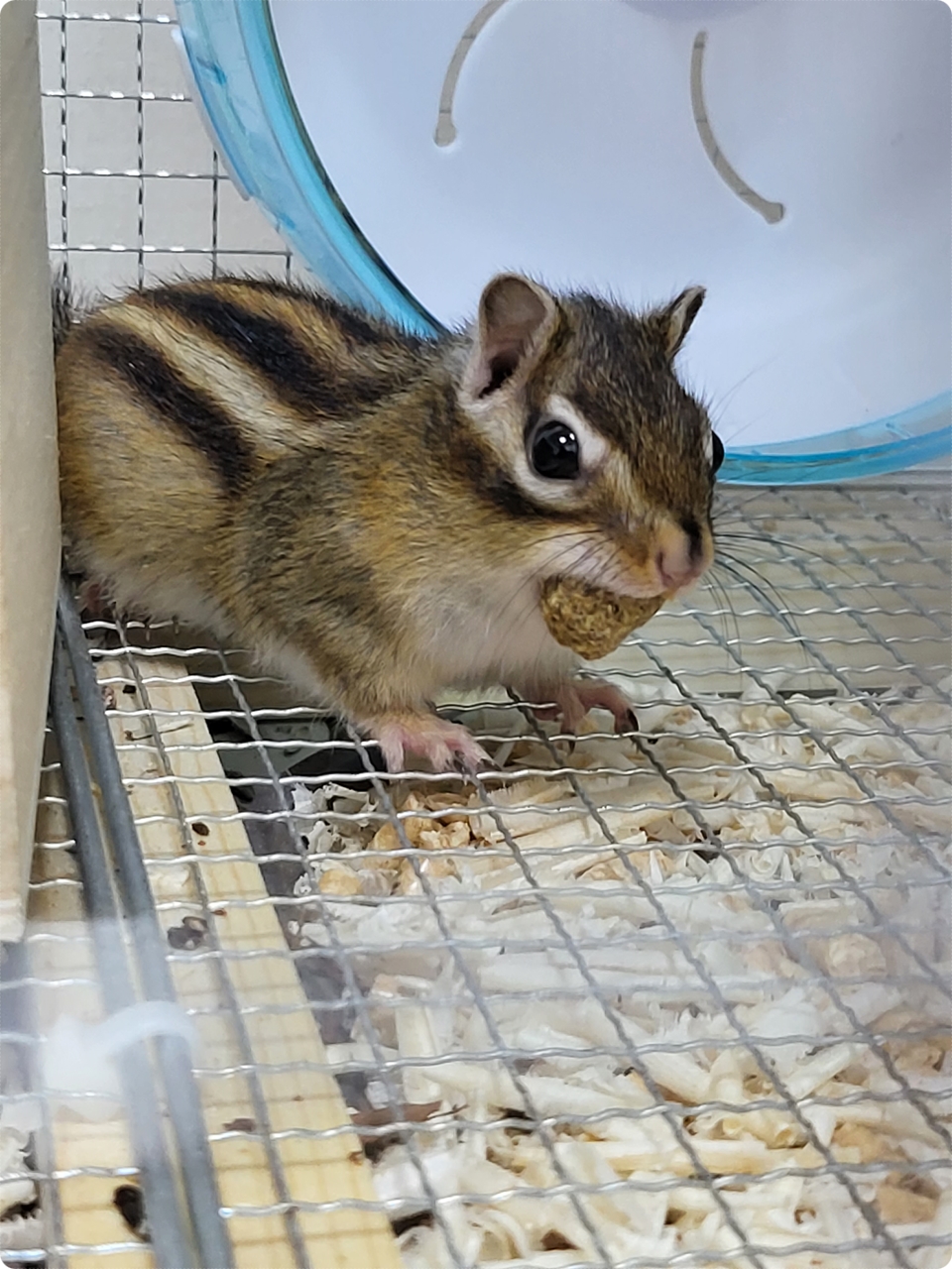  우리집 다람쥐 딸랑구는 욕심쟁이~ 같이 나눠 먹자~ 치사하게~