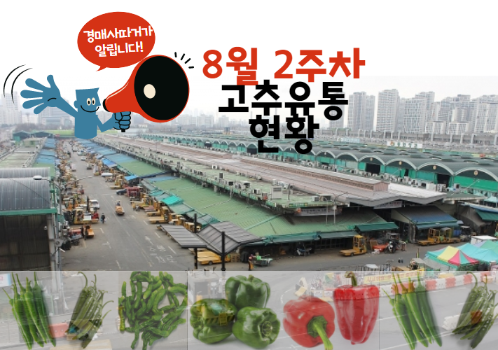  [경매사 주간보고] 가락시장 고추 경매이야기(8월 2주차)
