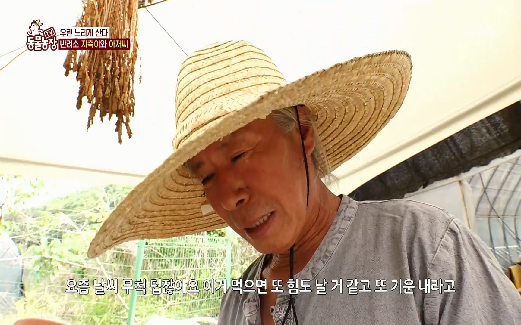 TV 동물농장.E1074.220619p.H264-F1RST.mp4_20220619_181337.693.jpg