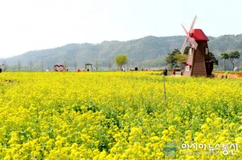 창녕 남지 유채꽃축제 일정 맛집 코스_25