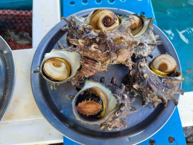 뿔소라 - 전복, 에 소주 한잔 20