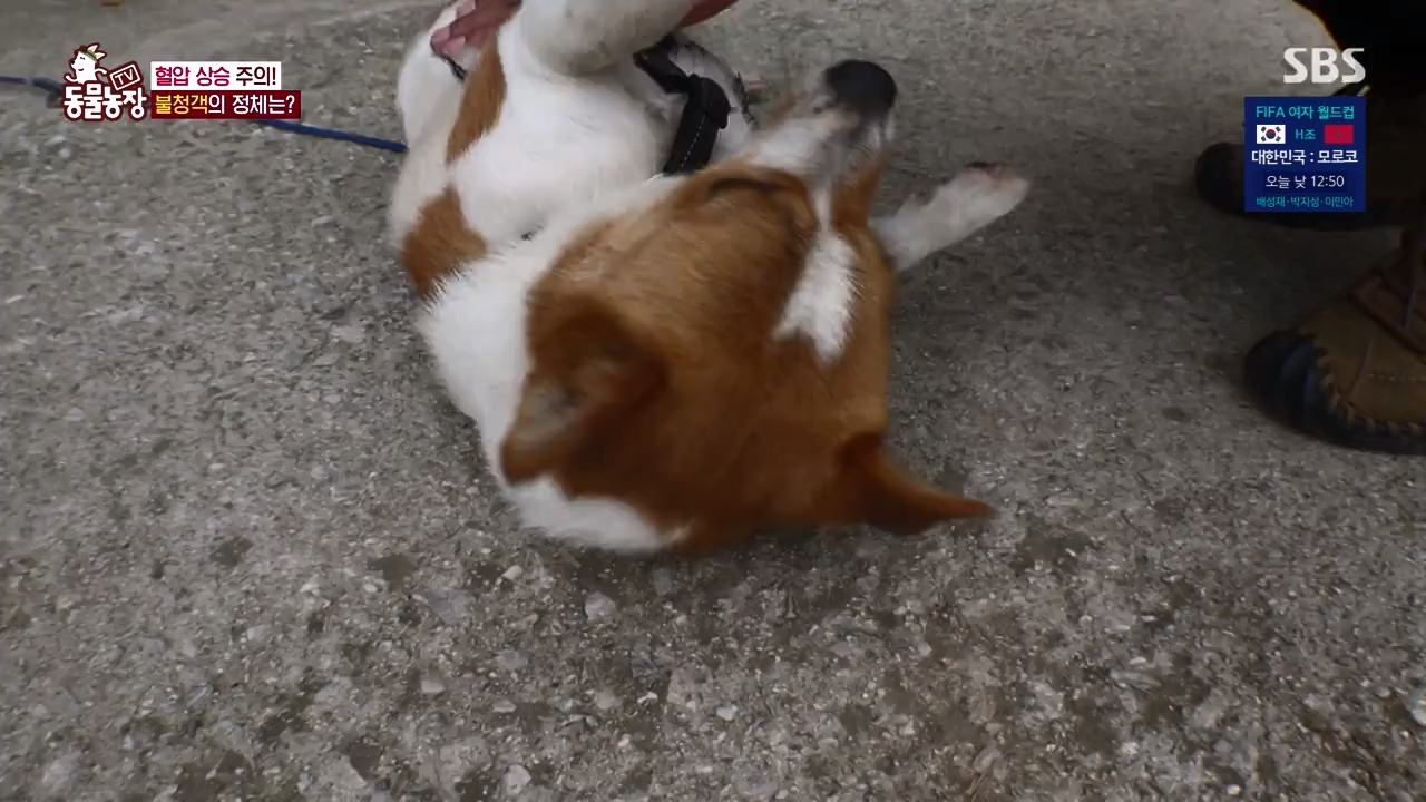 TV 동물농장.E1131.230731p-NEXT.mp4_20230730_190935.080.jpg