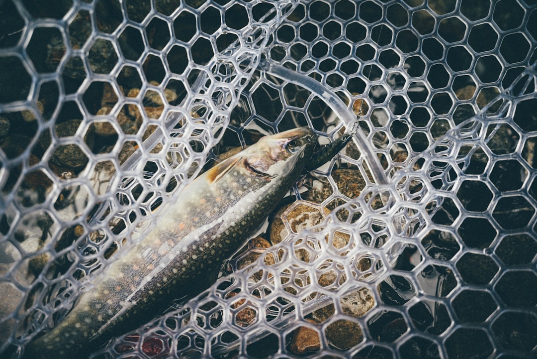 Lure