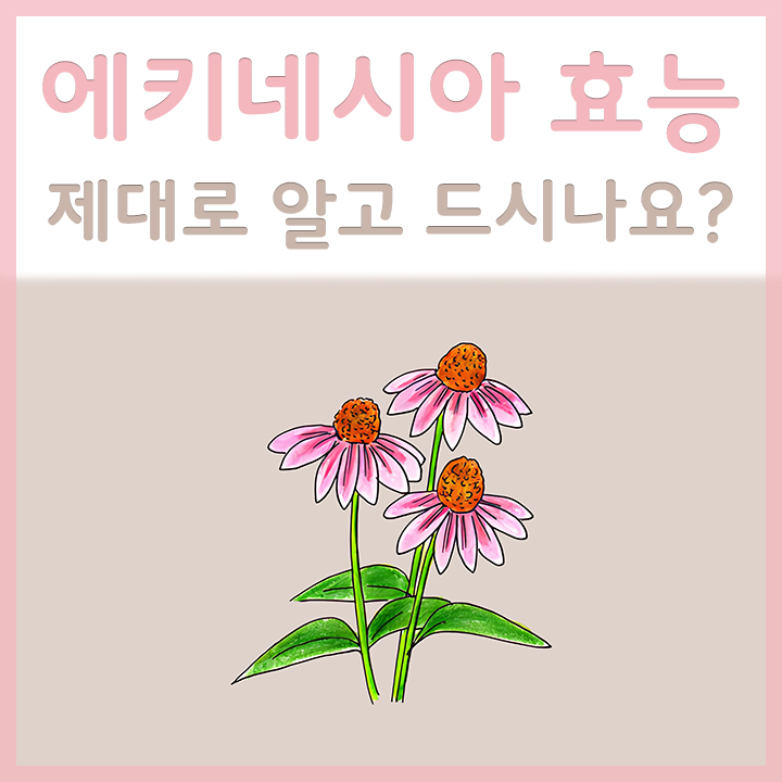 에키네시아의-모습