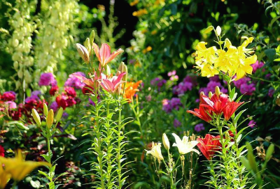 다양한 색의 백합 꽃이 핀 정원 풍경