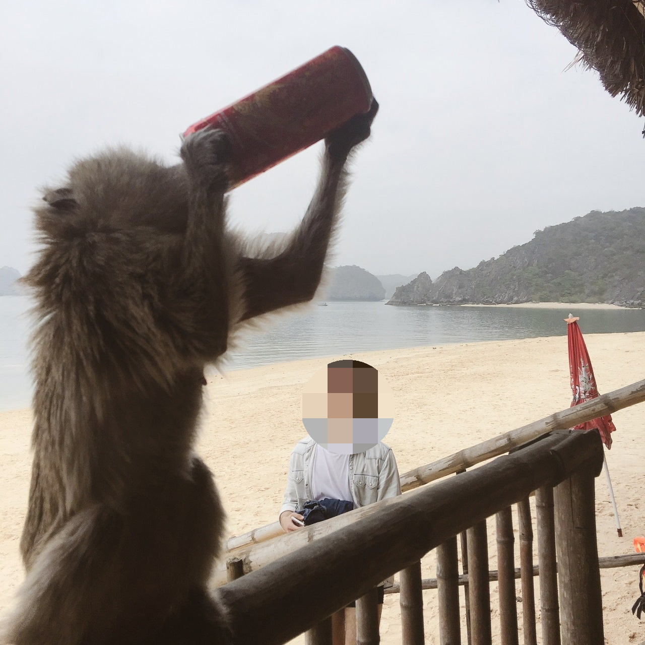 하루동안 즐기고도 남는 꿀잼 하롱베이 투어 소개 및 후기 1 - 깟바섬에서 출발하는 하롱베이 투어