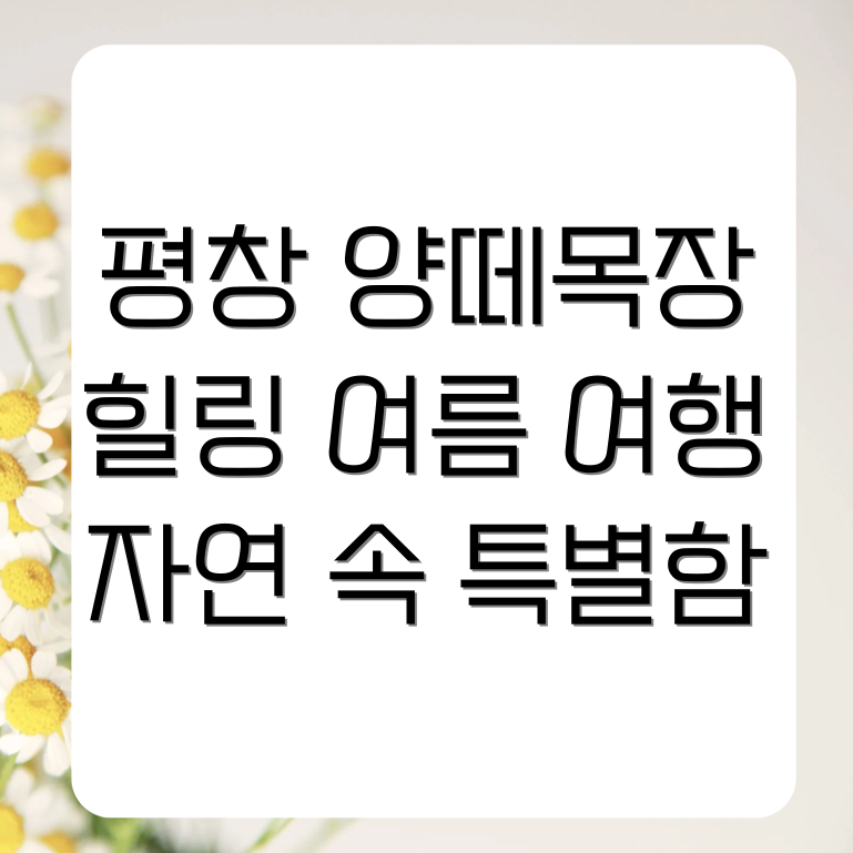 강원도 평창 대관령 양떼목장