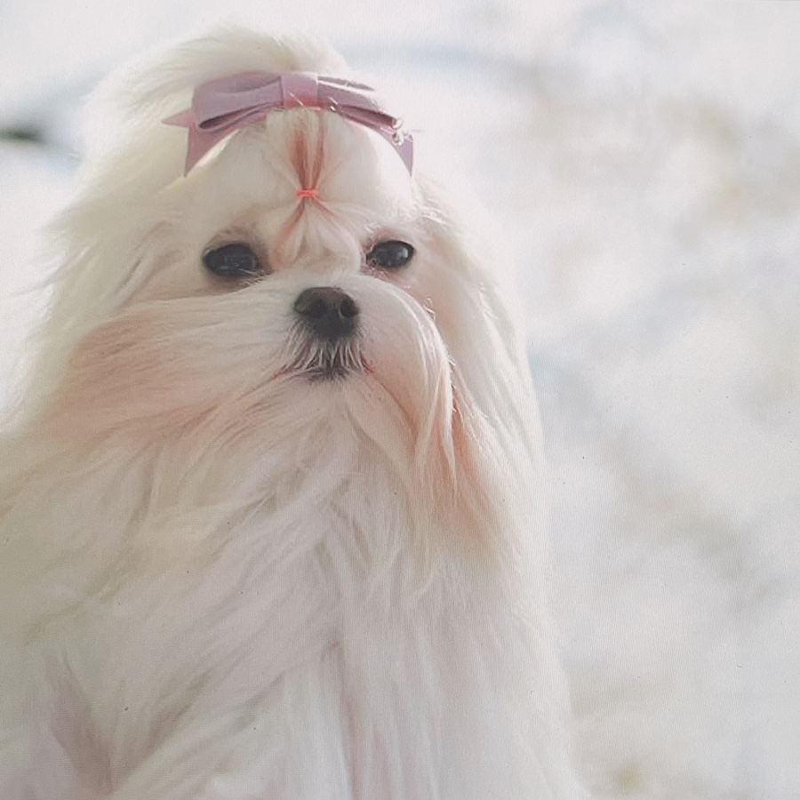 말티즈 키울 때 꼭 읽어보세요 소형견 종류 미니 14