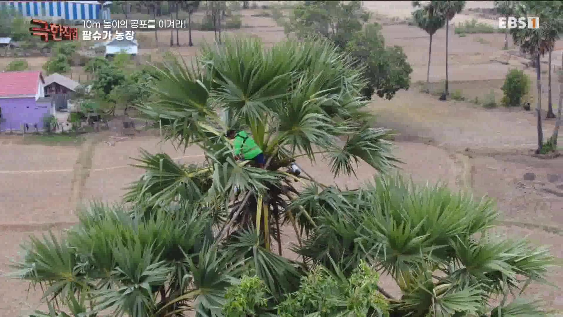 [극한 직업] 캄보디아 팜슈가 농장 230624.mp4_20230701_185221.766.jpg