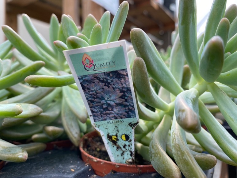 이름 가격도 같이 알아봐요. 예쁜 다육이 종류 12