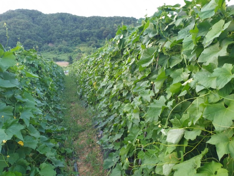 수세미 차코로나시대에 관심받고있는 10