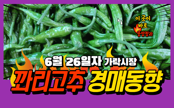  [경매사 일일보고] 6월 26일자 가락시장 꽈리고추 경매동향을 살펴보겠습니다!