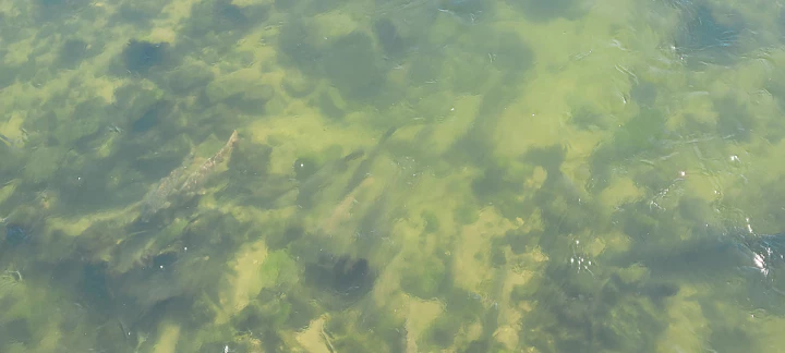 살곶이다리에서 내려다 본 중랑천의 물고기들. 사진의 왼쪽에 무리지어 있네요.