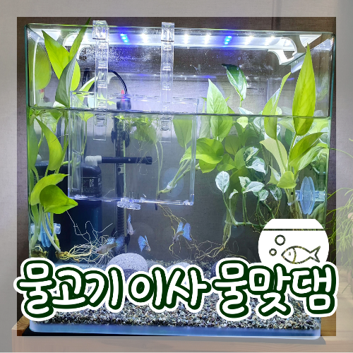  열대어 구피 어항물 물맞댐 하는 방법, 어항 물맞댐 이사 시키기