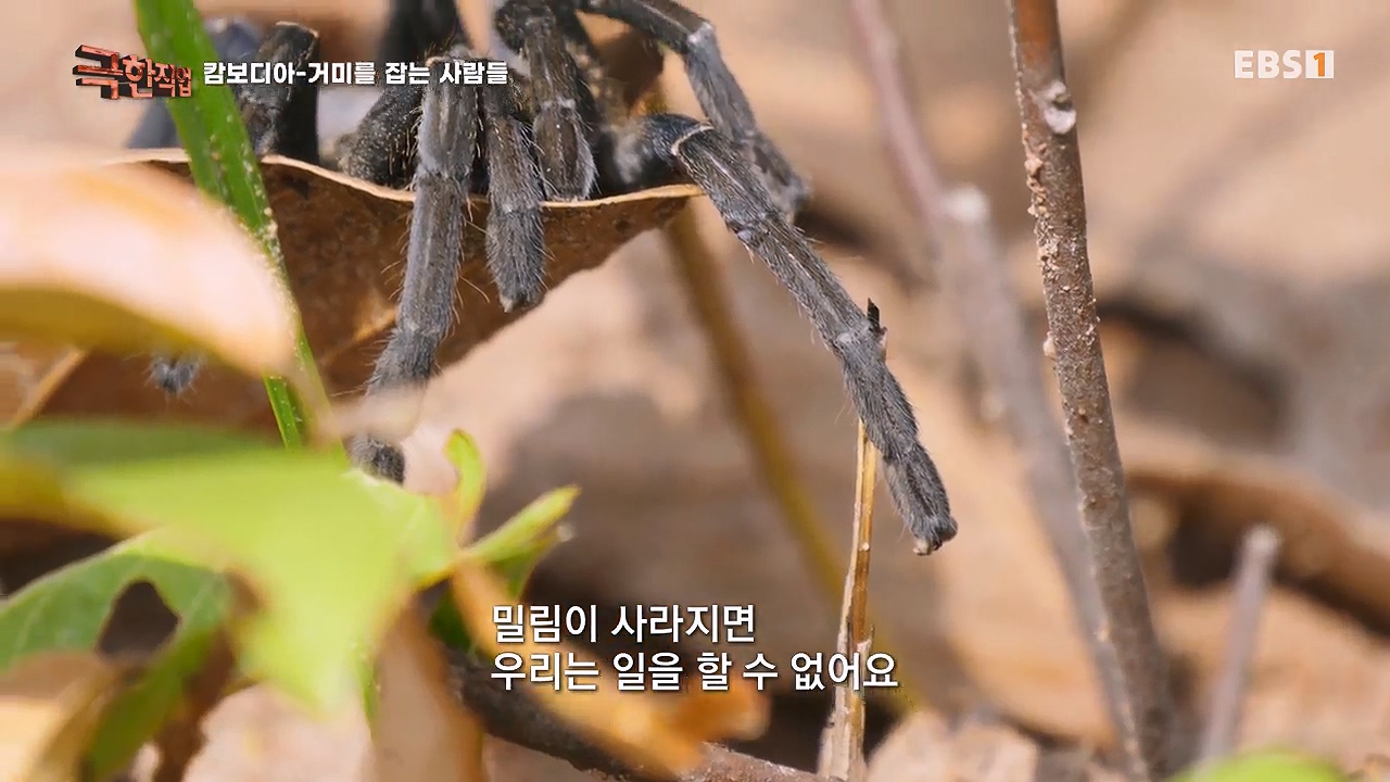 TV - 전 국민의 평생학교 EBS캄보디아 - 독충을 잡는 사람들.mp4_20230501_173106.073.jpg