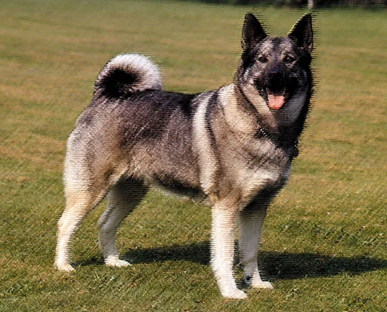 Norwegian_Elkhound
