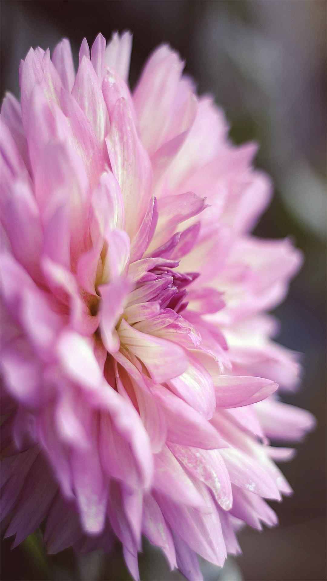 Dahlia Flower iPhone Wallpaper