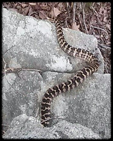 가을 산행에서 벌과 뱀 조심하는 법 - 안전한 산행을 위한 필수 가이