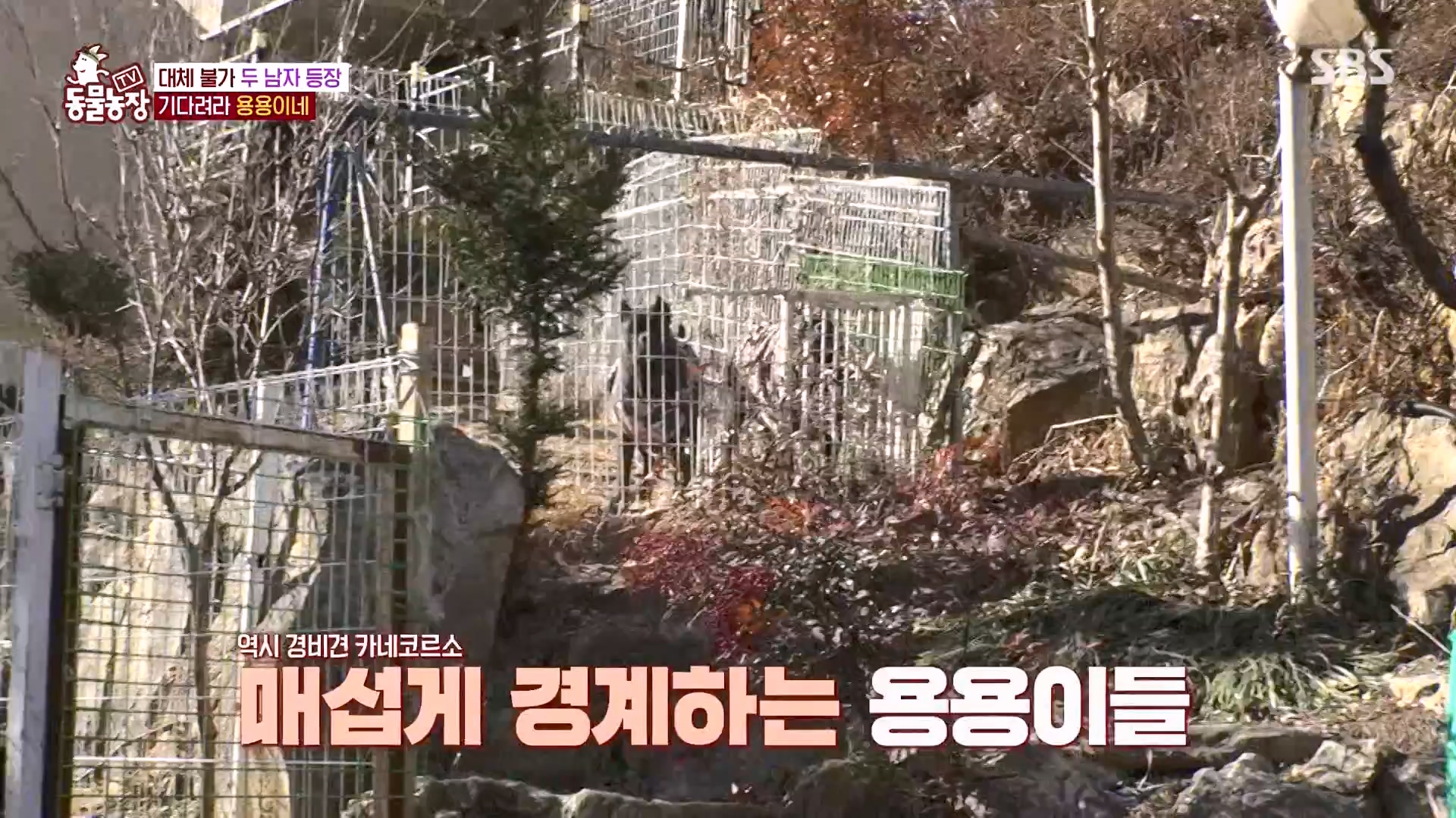 TV 동물농장.E1162.240310p-NEXT.mp4_20240310_162856.597.jpg