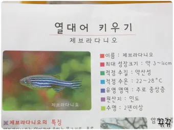 제브라다니오 키우기 출산징후 수명 물갈이법 먹이 횟수 물온도_39