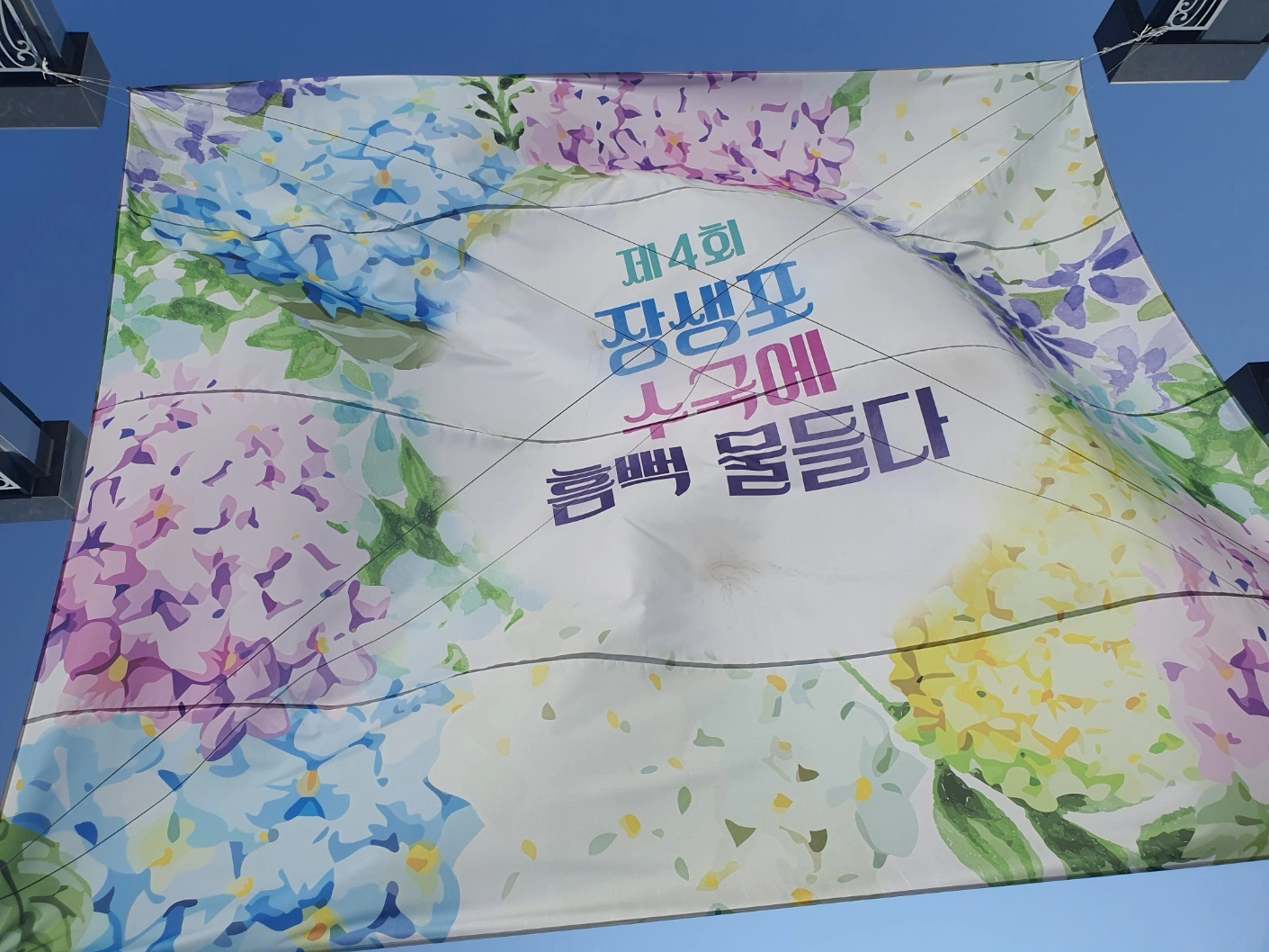 장생포 수국축제에서 여름을 만끽하다! 울산 고래문화마을 수국 명소 추천