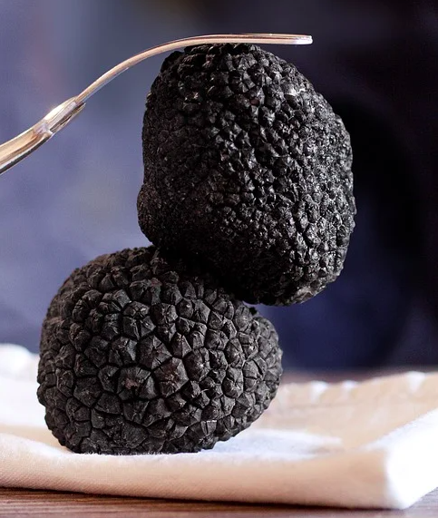  세계 3대 진미 1탄. 트러플(truffle), 서양 송로버섯이란