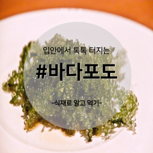  알고 먹기 3. #바다포도