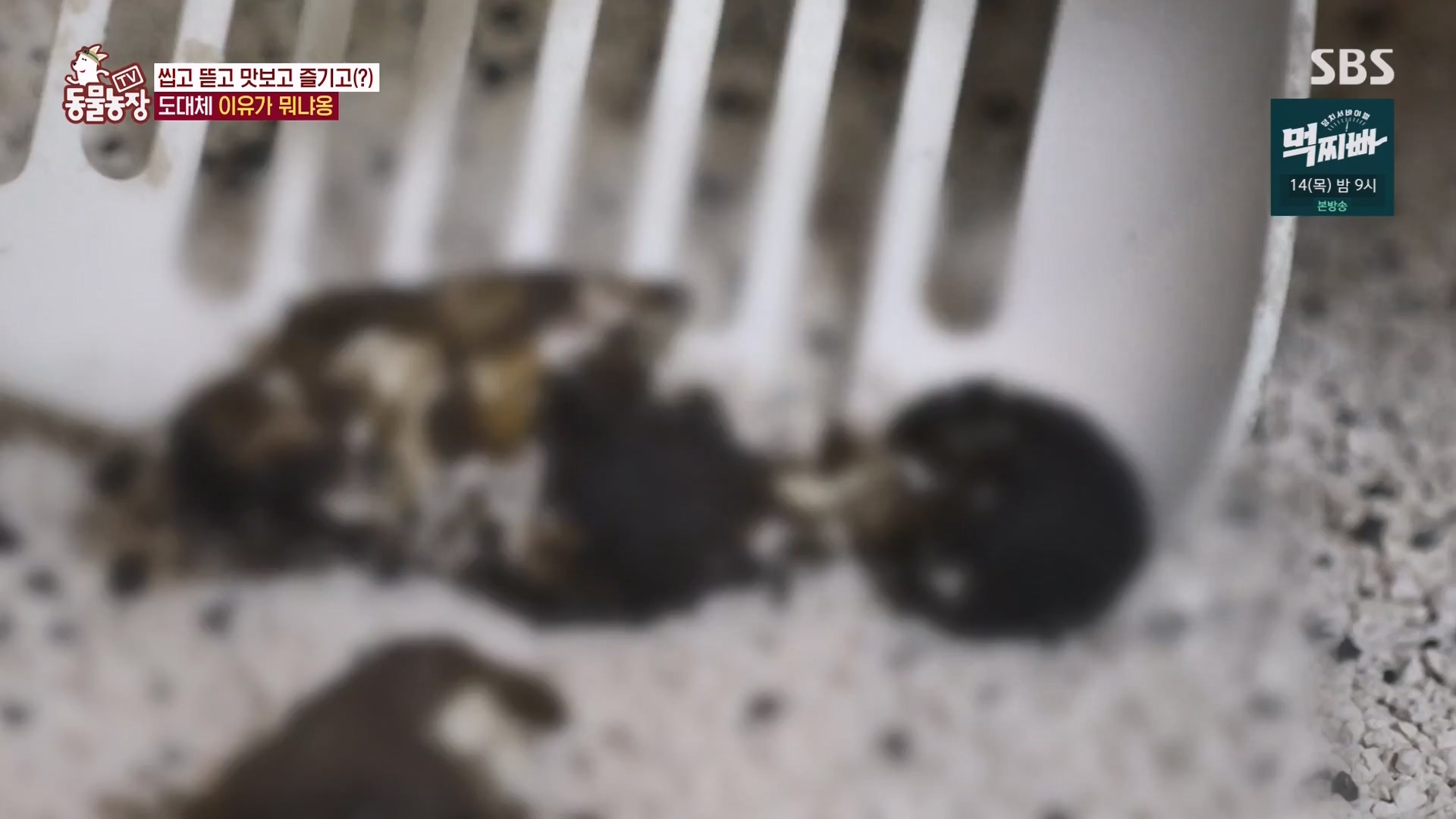 TV 동물농장.E1162.240310p-NEXT.mp4_20240310_162852.669.jpg