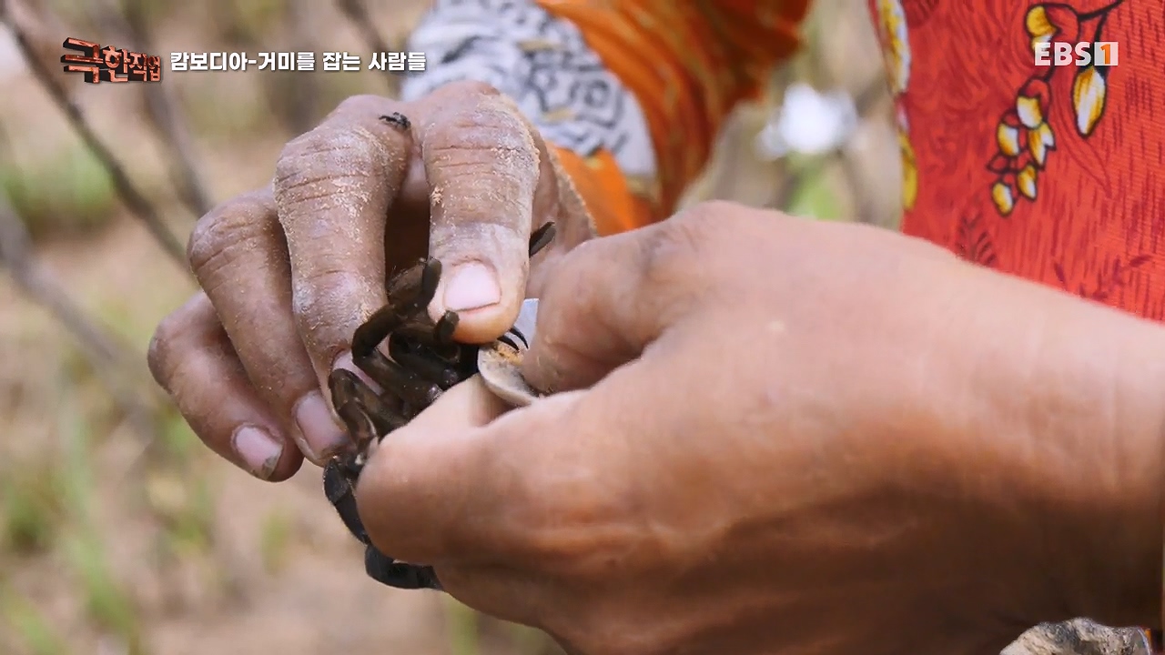 TV - 전 국민의 평생학교 EBS캄보디아 - 독충을 잡는 사람들.mp4_20230501_171955.537.jpg
