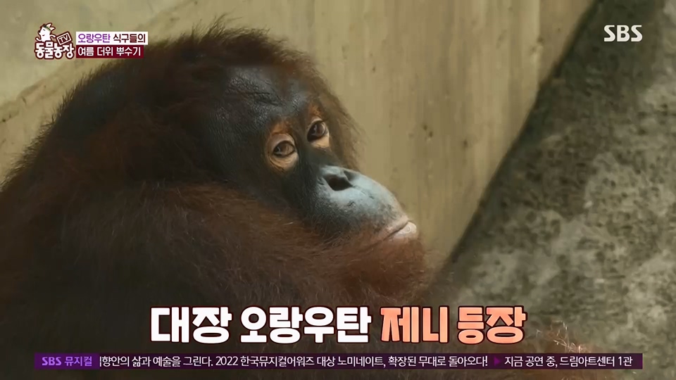 TV 동물농장.E1129.230716p.H264-F1RST.mp4_20230716_183632.759.jpg