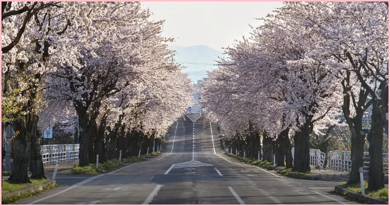 제주 벚꽃 명소