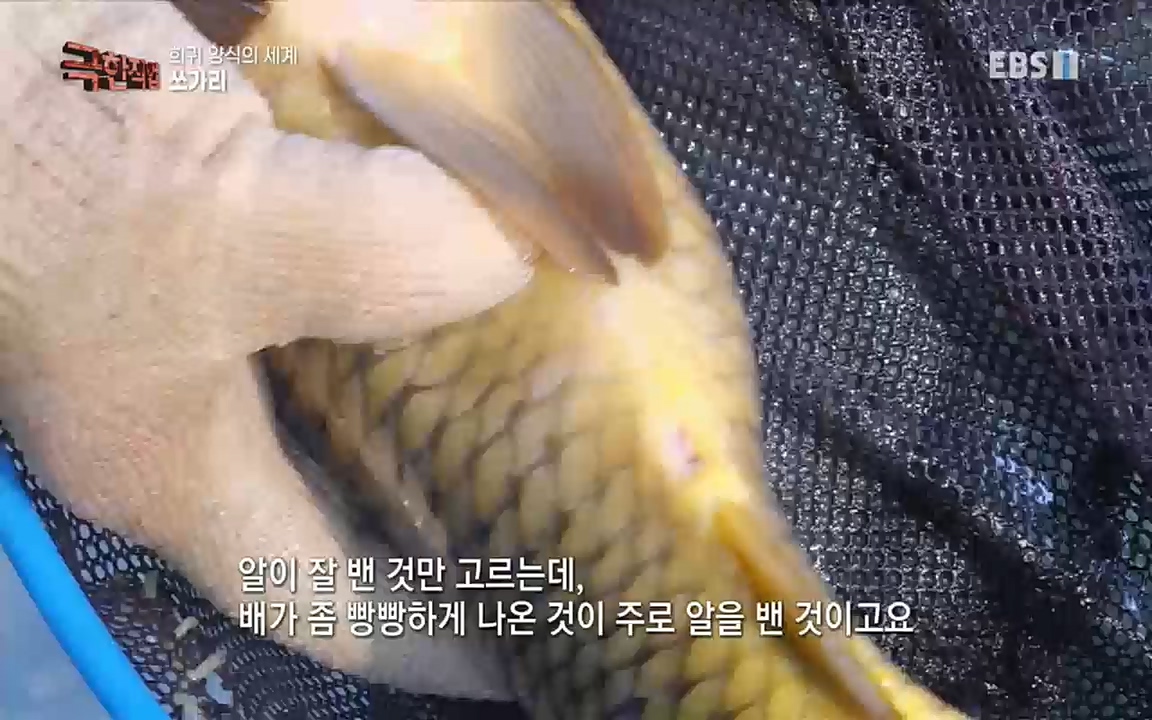 TV - 교육의 중심 EBS희귀 양식의 세계 - 참다랑어, 연어, 쏘가리.mp4_20220829_200238.368.jpg