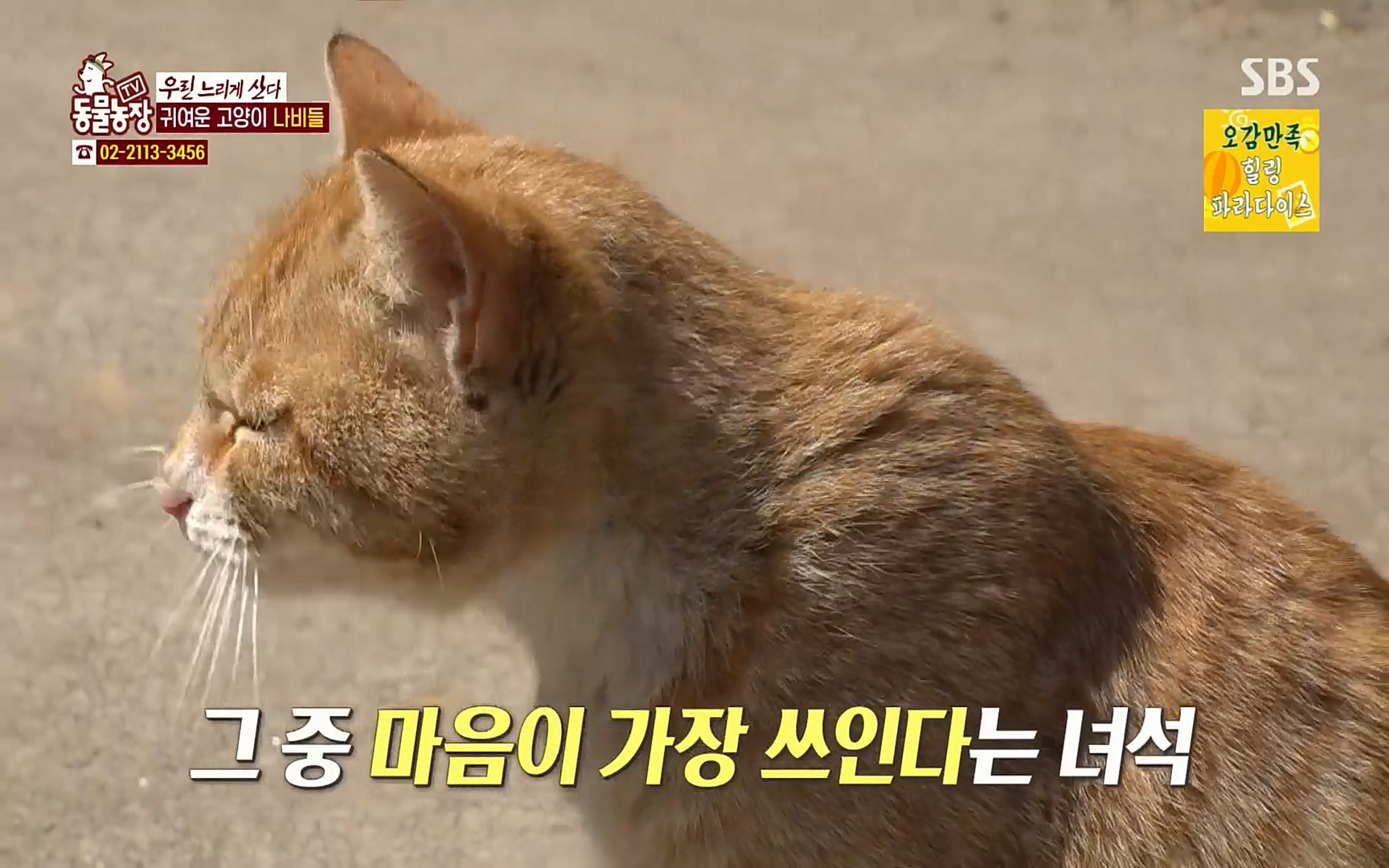 TV 동물농장.E1067.220501p.H264-F1RST.mp4_20220501_183637.789.jpg