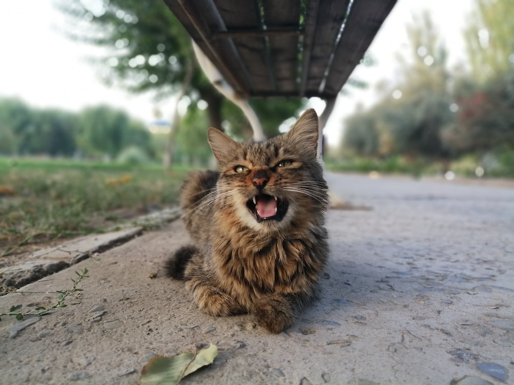 고양이 충치