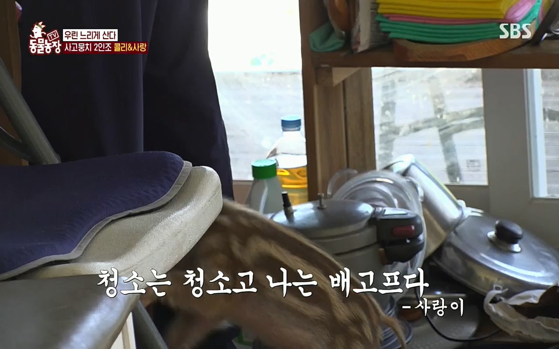 TV 동물농장.E1076.220704p.H264-F1RST.mp4_20220703_175557.323.jpg