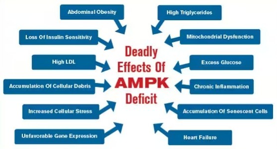AMPK 효능 및 AMPK 부작용