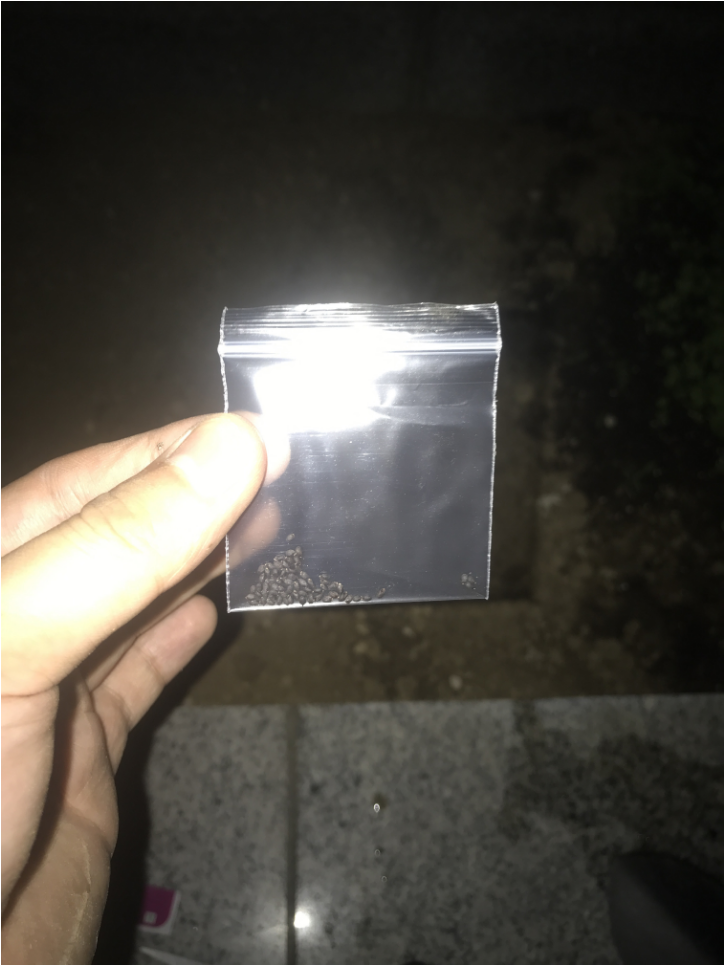 베란다텃밭 딸기 바질 스파클완두 심기
