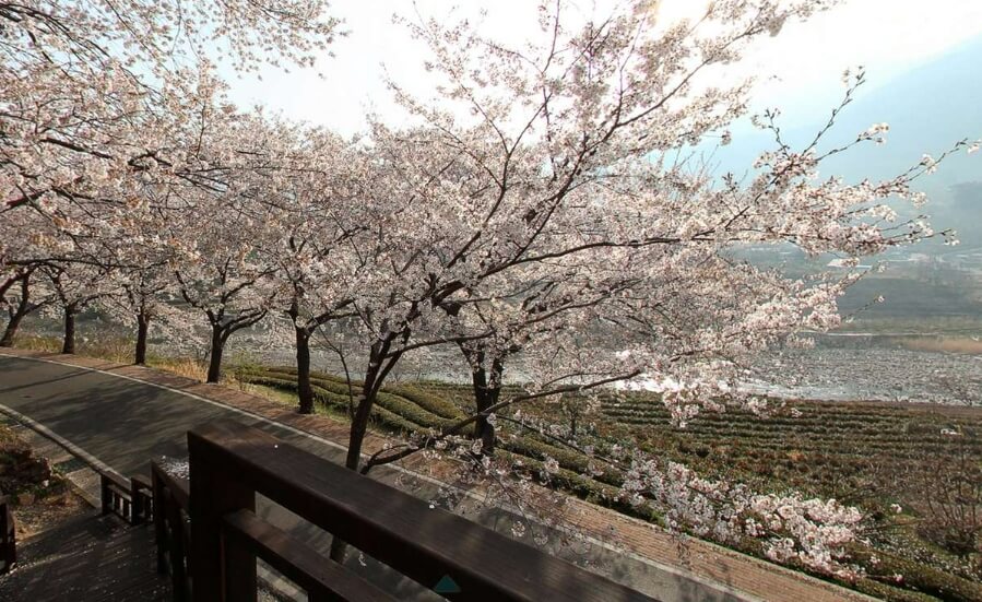 화개자아터-벚꽃축제