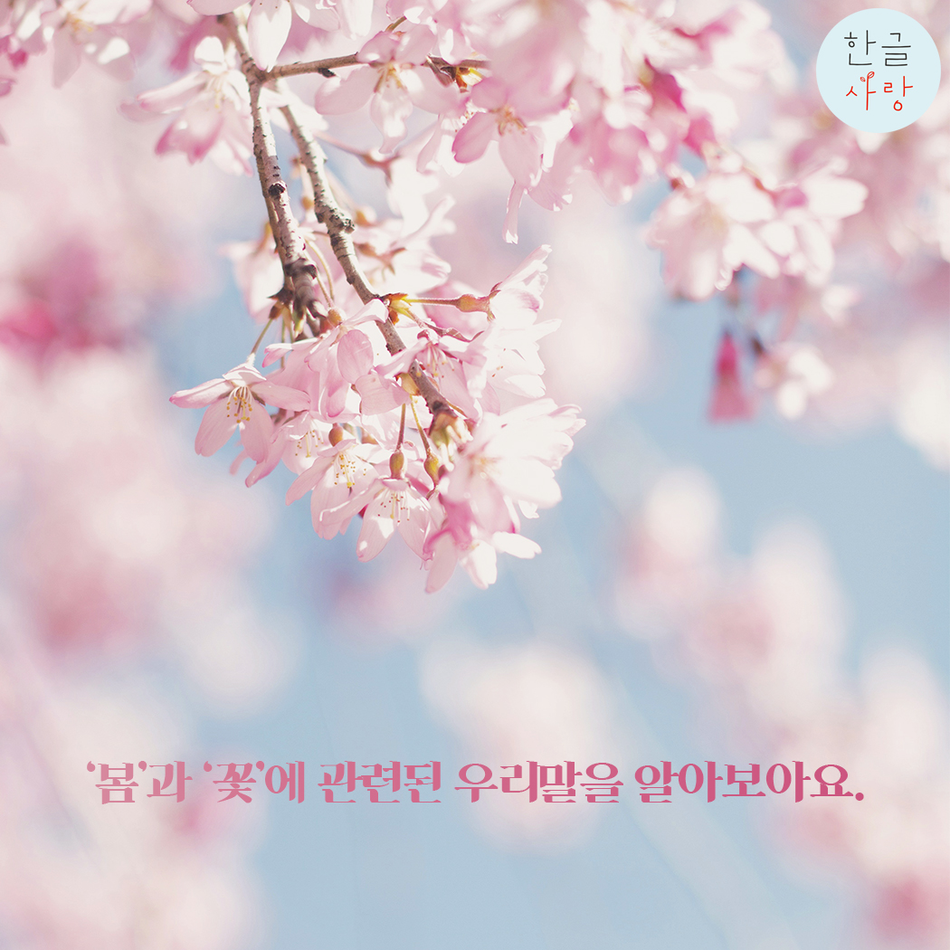  봄과 꽃에 관련된 우리말을 알아봅시다.