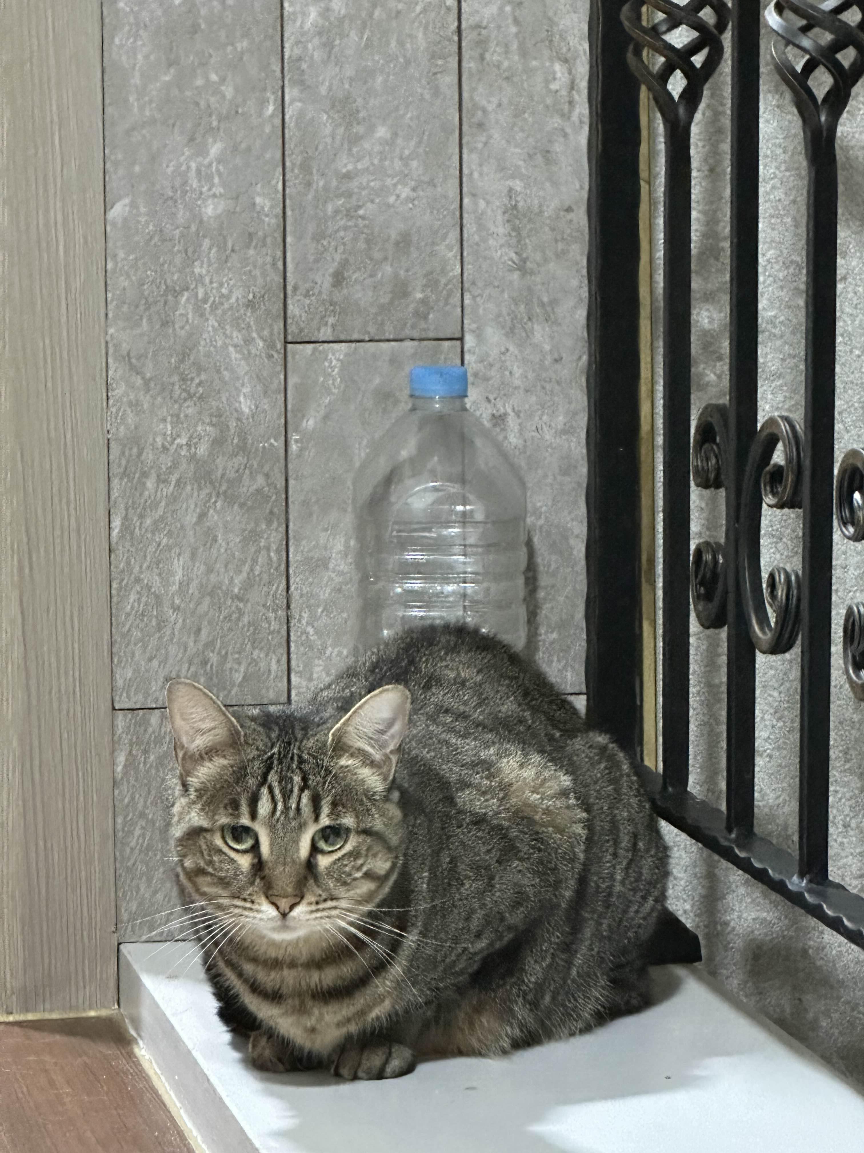 이안에들꽃 이미지