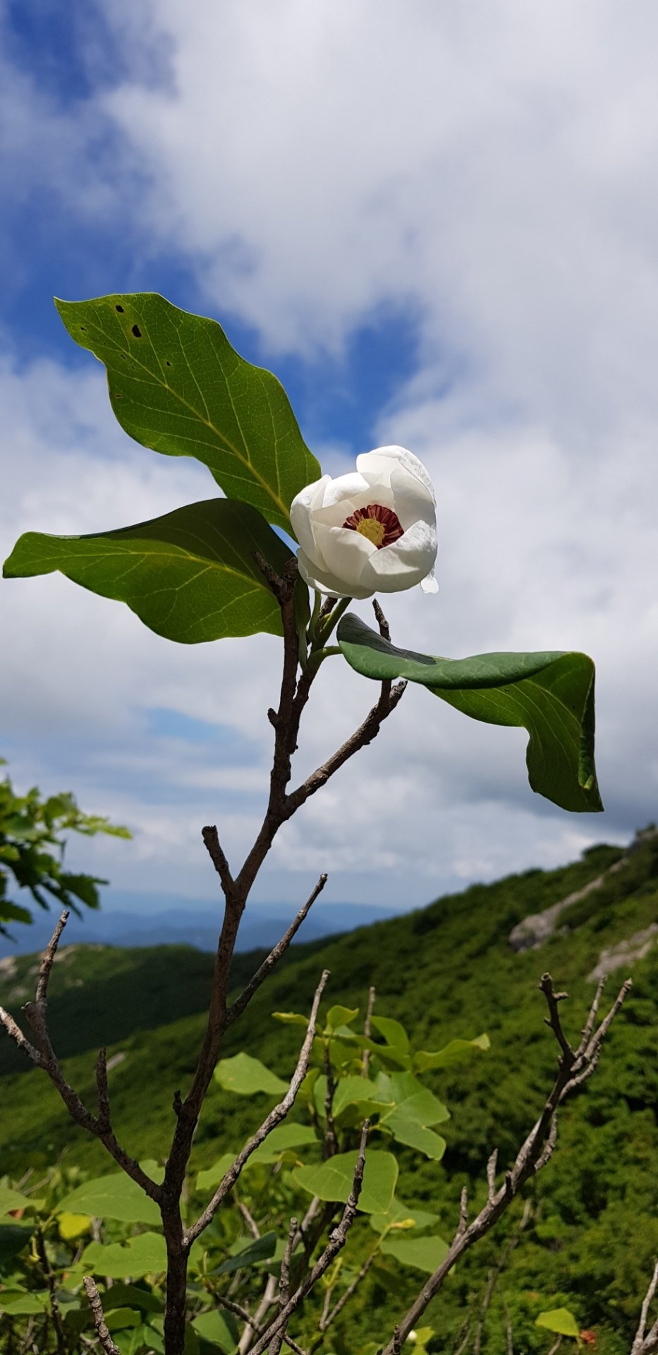 울산 천황산 함박꽃